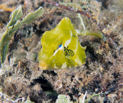 A juvenile Buffalo Trunkfish (Lactophrys trigonus) in Florida, USA photo