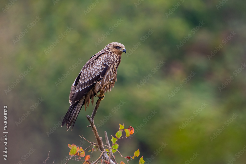 Black Kite (Milvus migrans) perched on a tree branch