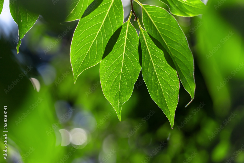 Green leaves of a tree against the sky. Green leaves of a tree against the sky.