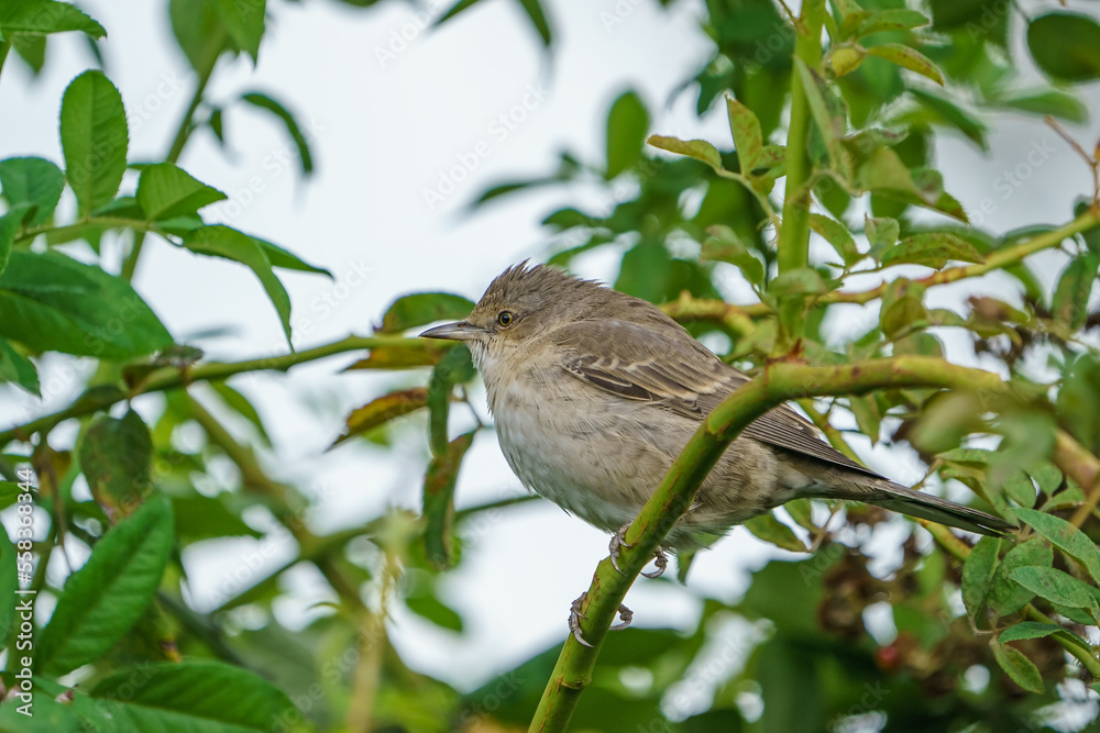Barred Warbler (Sylvia nisoria) perched on a tree branch Barred Warbler (Sylvia nisoria) perched on a tree branch
