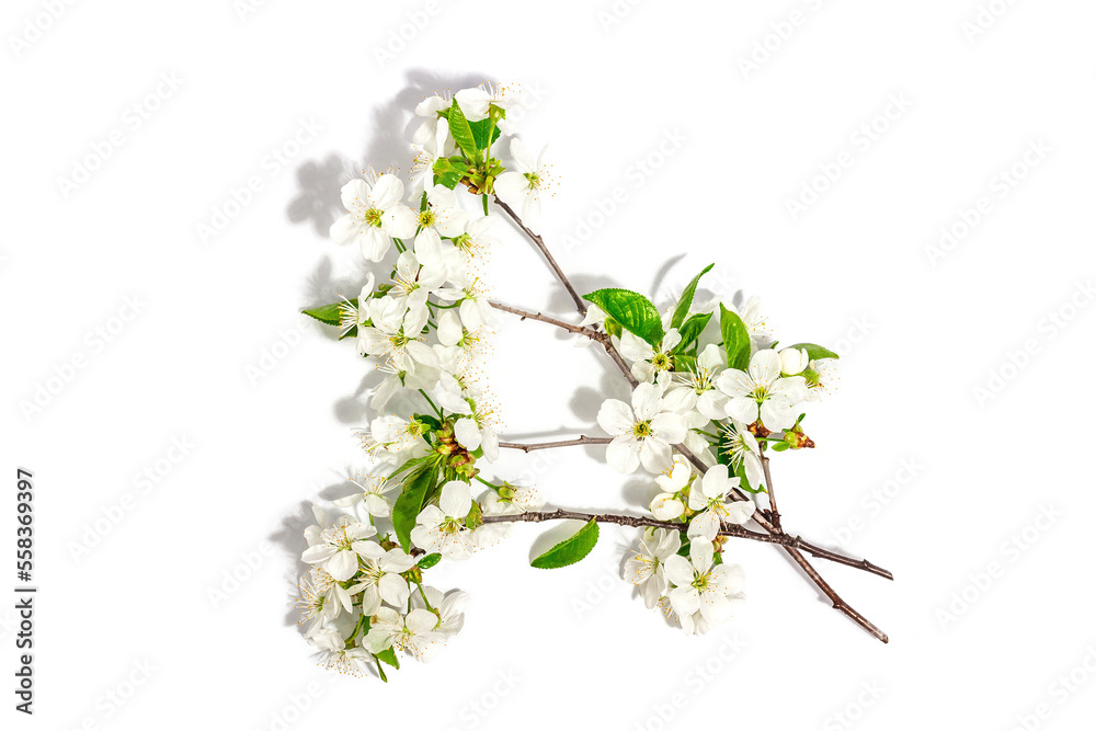 Blooming cherry branches isolated on white background. Festive greeting card Blooming cherry branches isolated on white background. Festive greeting card