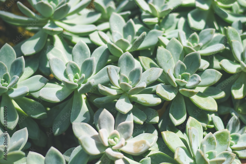 succulent cactus home plant decoration concept succulent cactus home plant decoration concept