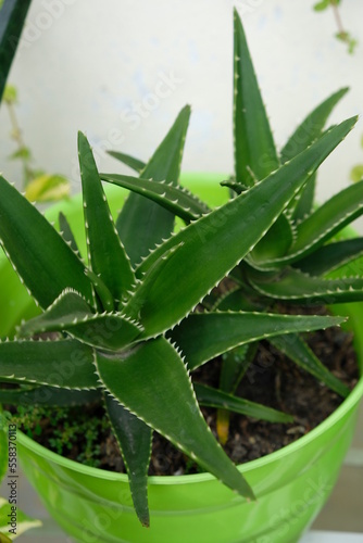 Selective focus shot of tropical cactus.