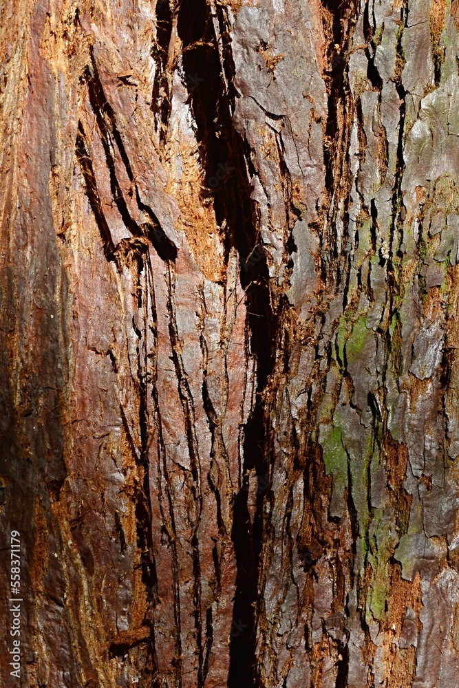 Bark wood texture of Giant Sequoia tree, also known as Giant Redwood, latin name Sequoiadendron giganteum, with typical vertical grooves, slightly covered with moss or lichen. Autumn daylight sunshine Bark wood texture of Giant Sequoia tree, also known as Giant Redwood, latin name Sequoiadendron giganteum, with typical vertical grooves, slightly covered with moss or lichen. Autumn daylight sunshine