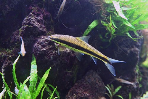 水中を泳ぐサイアミーズフライングフォックス（Siamese algae-eater）