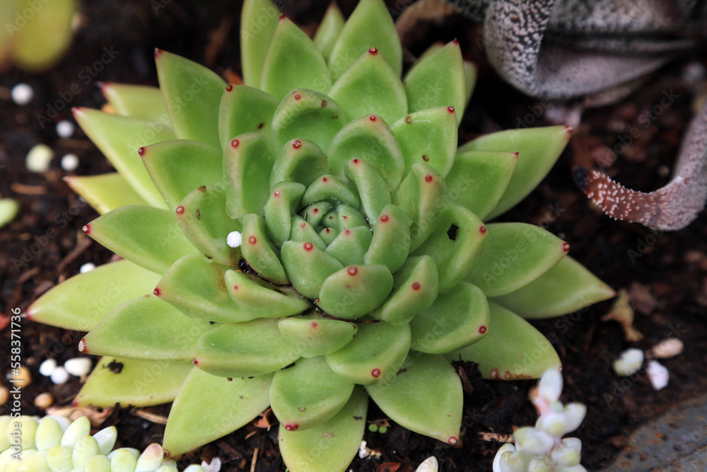Closeup of a Lipstick Echeveria plant, Derbyshire England
Closeup of a Lipstick Echeveria plant, Derbyshire England