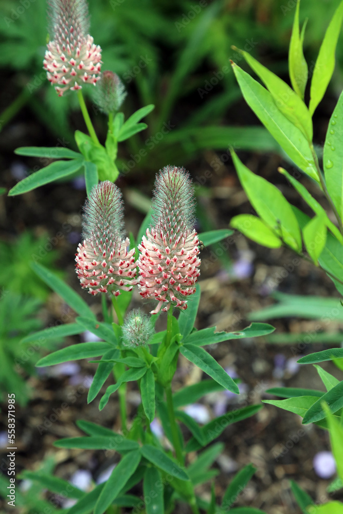 Obraz premium Closeup of Red Feather Clover blooms, Derbyshire England 