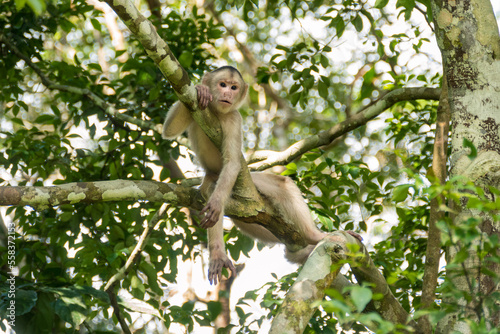 Resting capuchin monkey in the treetops of the Amazon rainforest photo