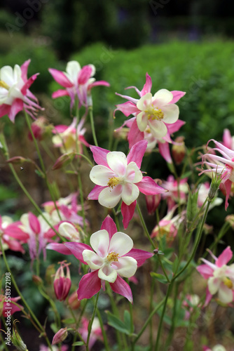 Pink and White Common Columbine flowers, Derbyshire England 
