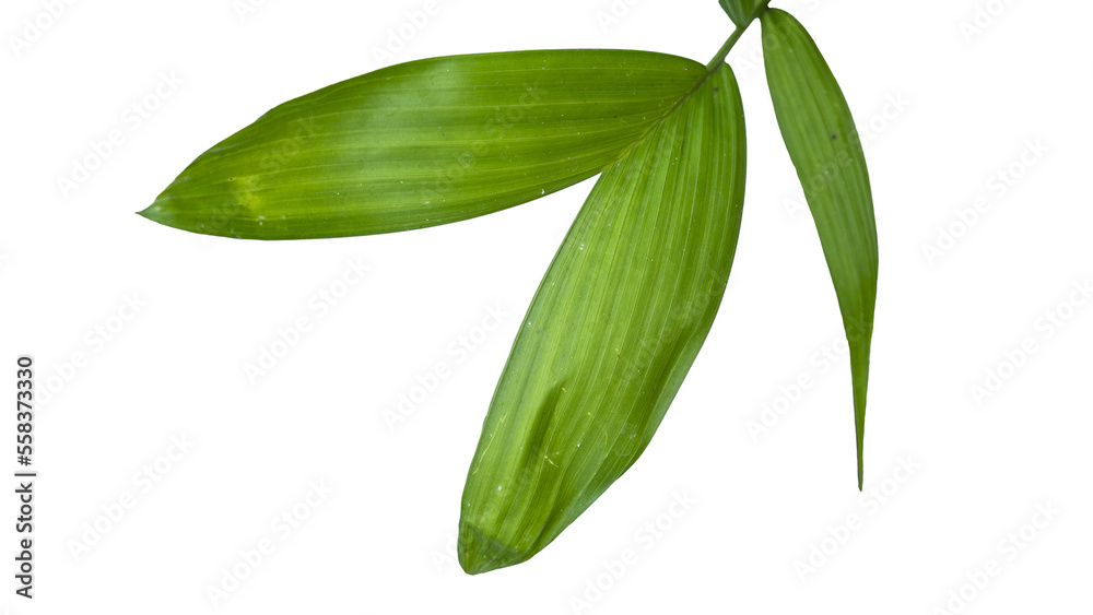 Obraz premium Palm leaf isolated for nature design element
