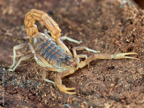 Yellow scorpion from Malaga  Spain. Buthus elongatus   