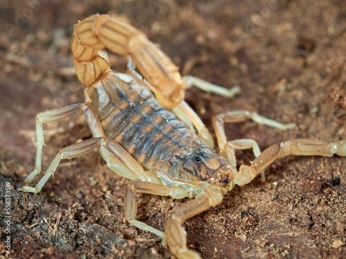 Yellow scorpion from Malaga, Spain. Buthus elongatus   