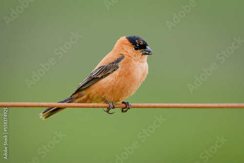 Copper seedeater (Sporophila bouvreuil) photo
