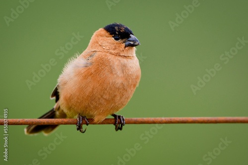 Copper seedeater (Sporophila bouvreuil) photo