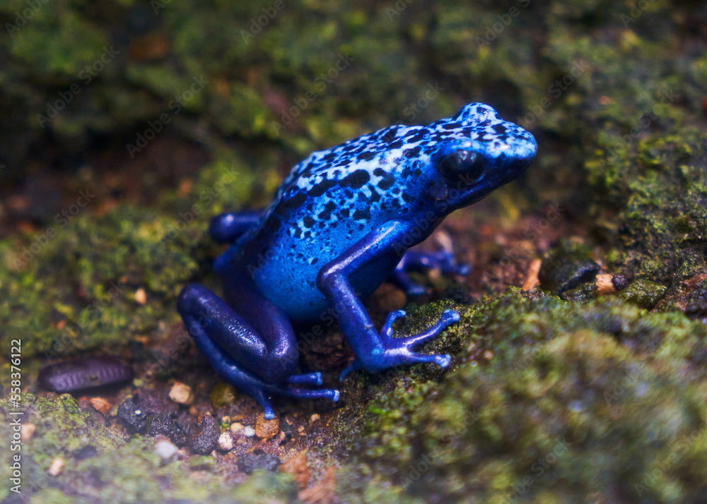 Obraz premium Blue poison dart frog