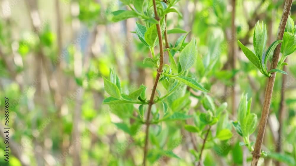 Hello spring. Close up view first spring gentle leaves, bud and branch glow in sun on blurred background in garden or park. Natural fresh green plants ecology concept. Branch with first spring leaf Hello spring. Close up view first spring gentle leaves, bud and branch glow in sun on blurred background in garden or park. Natural fresh green plants ecology concept. Branch with first spring leaf