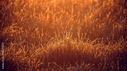 Dry grass at sunset during the golden hour. Selective focus.