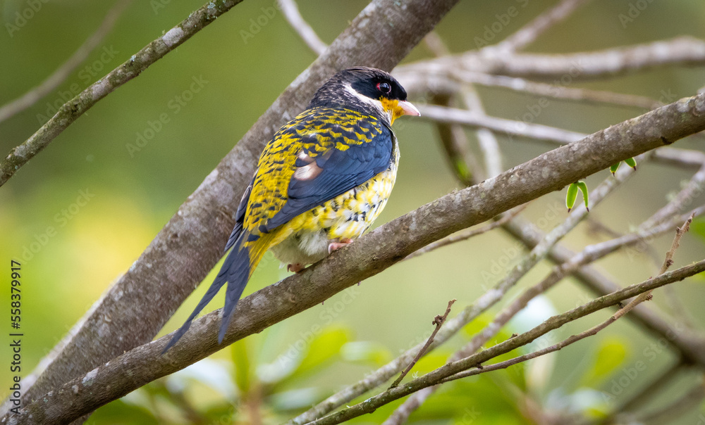 Naklejka premium Swallow-tailed Cotinga (Phibalura flavirostris) 