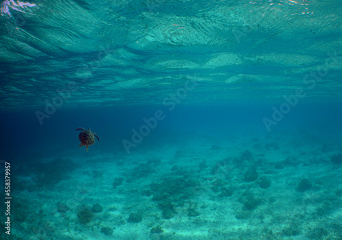 a green turtle in the crystal clear waters of the caribbean sea