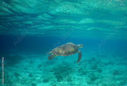 a green turtle in the crystal clear waters of the caribbean sea