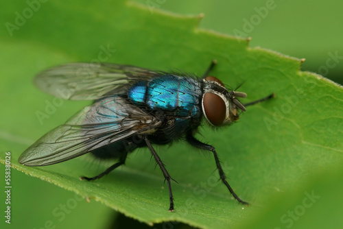 Detailed closeup on a bluish bottle fly, Lucilia sitting on a green leaf in the garden