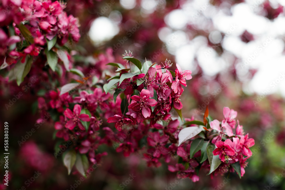 Purple flowers of Apple Malus 'Makowieckiana' against blue sky. Dark pink blossoms in spring garden. This tree is a hybrid of 'Niedzwetzkyana' apple tree. Selective close-up focus