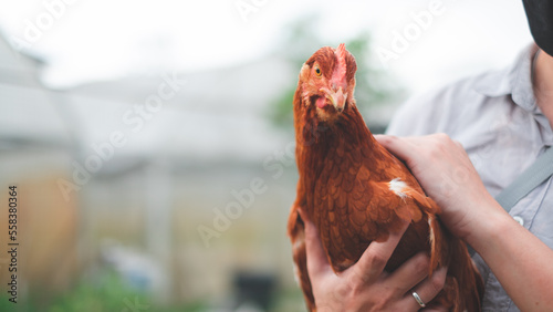 Chicken or hen was holded by her owner with copy space, Concept of caring farming or agriculture. An eco-friendly or organic farm. Free cage hen, happy and healthy chicken in outdoor farm.