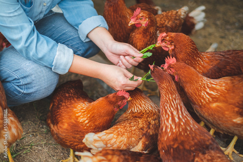 A group of hen was feeding by her owner, Concept of caring farming or agriculture. An eco-friendly or organic farm. Free cage hen, happy and healthy chicken in outdoor farm. slow lifestyles. photo