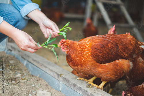 Chicken or hen was feeding by her owner, Concept of caring farming or agriculture. An eco-friendly or organic farm. Free cage hen, happy and healthy chicken in outdoor farm. slow lifestyles.