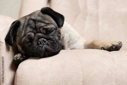 A cute pug sleeps on a beige couch. Care for pugs, hair, love and care for the pet