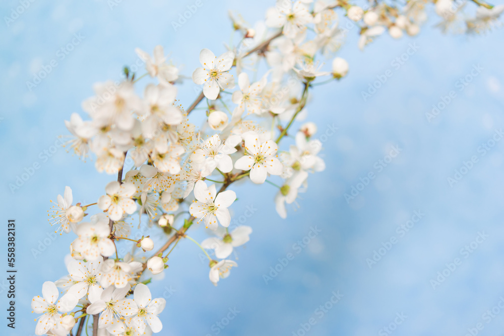 Cherry blossoms, beautiful white flowers in spring sunny day for background or copy space for text Cherry blossoms, beautiful white flowers in spring sunny day for background or copy space for text