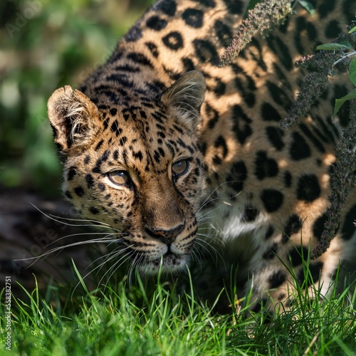 Amur Leopard 