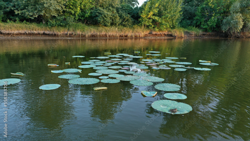 Top view of water lilies with white flowers in a pond in Japan Top view of water lilies with white flowers in a pond in Japan