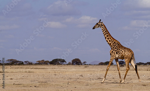 Giraffe in Amboseli National Park - Kenya