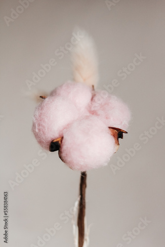 Cotton