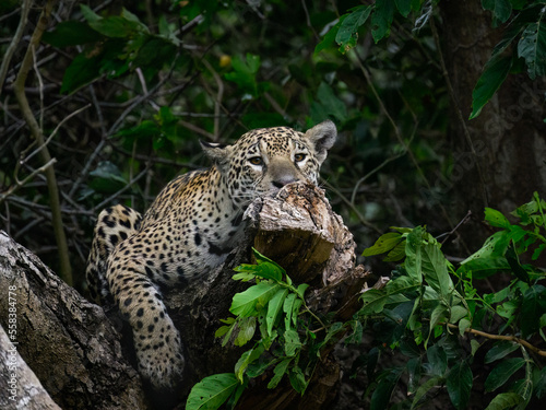 Wild Jaguar lying down on fallen tree trunk in Pantanal, Brazil © FotoRequest