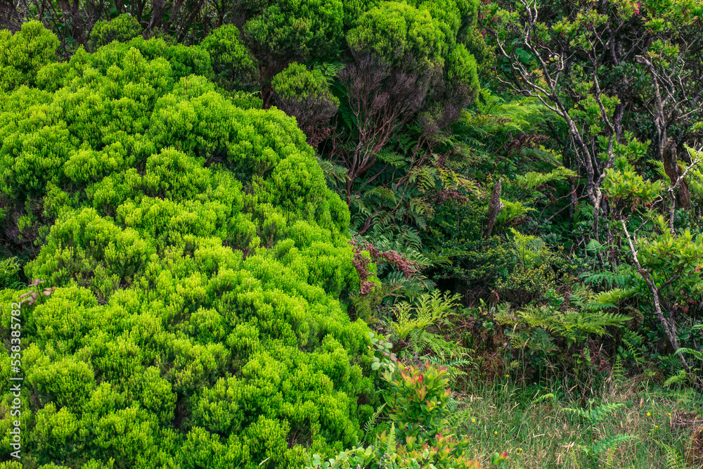 Wild plants on the island of Pico / Heathers, Erica azorica, and ferns on Pico Island, Azores, Portugal. Wild plants on the island of Pico / Heathers, Erica azorica, and ferns on Pico Island, Azores, Portugal.