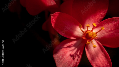 Freshness red flower on black background, Template for wedding invitations, greetings, business card.