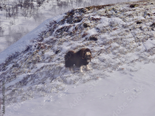 Muskox in Dovrefjell National Park - Norway