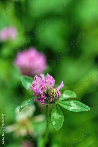 Close-up details of a red clover (Trifolium pratense).