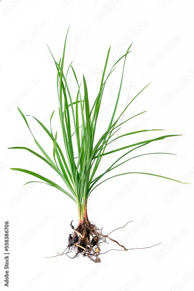 Nut grass (Cyperus rotundus Linn.) and seeds Stock Photo Adobe Stock