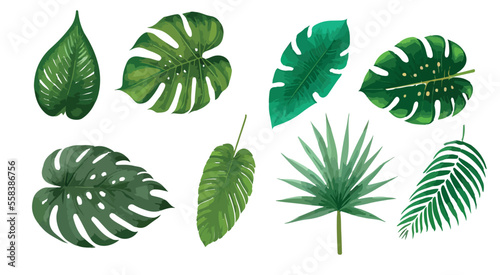 Tropical leaves vector isolated on white background. Hand drawn leaves illustration in watercolor vector set