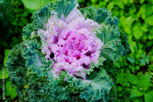 exotic green and purple ornamental cabbage that likes cool climates grown on the top of Doi Inthanon, Thailand.