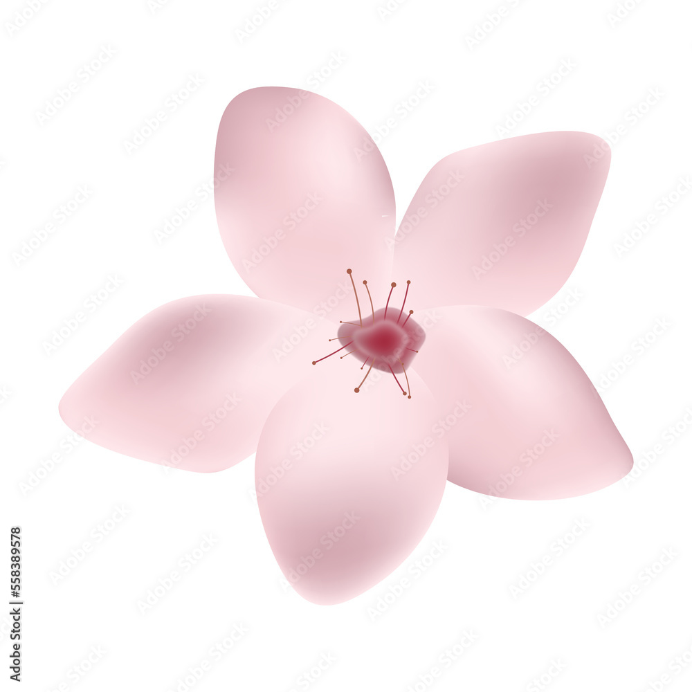 Fototapeta premium Single sakura flower or cherry blossom isolated