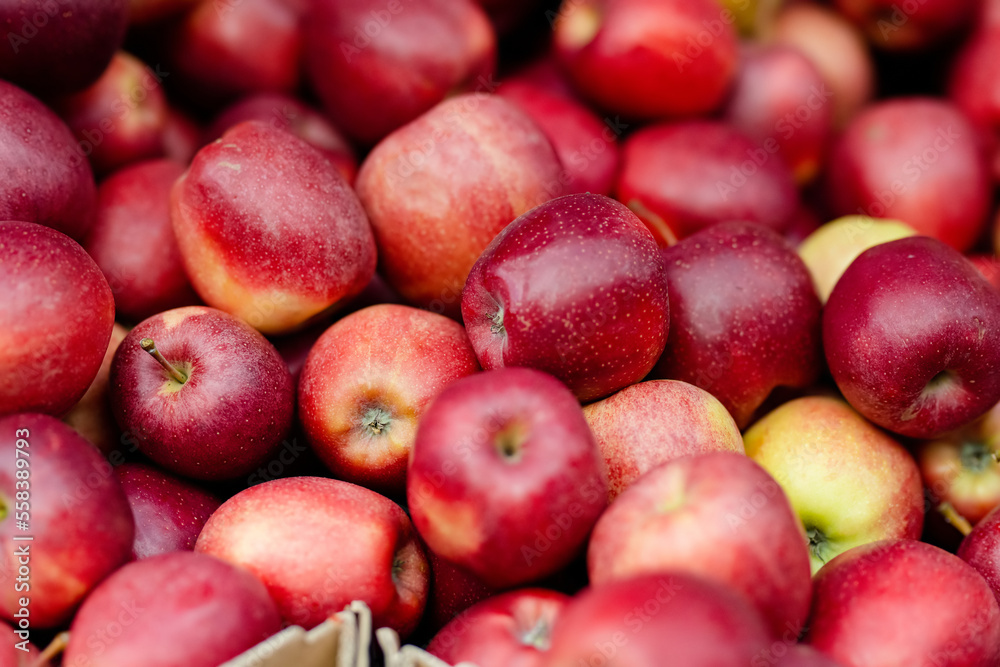 Fresh red and yellow apples in wooden crates sold on farmers food market in Vilnius, Lithuania Fresh red and yellow apples in wooden crates sold on farmers food market in Vilnius, Lithuania