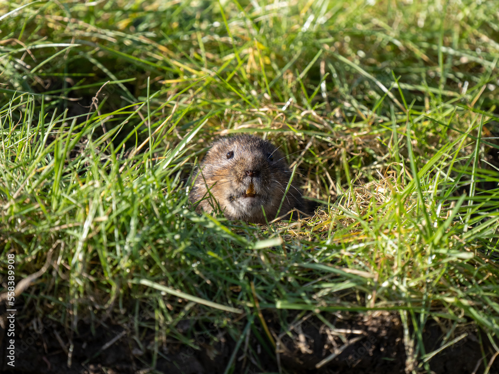 Water Vole Looking out a Grass Burrow