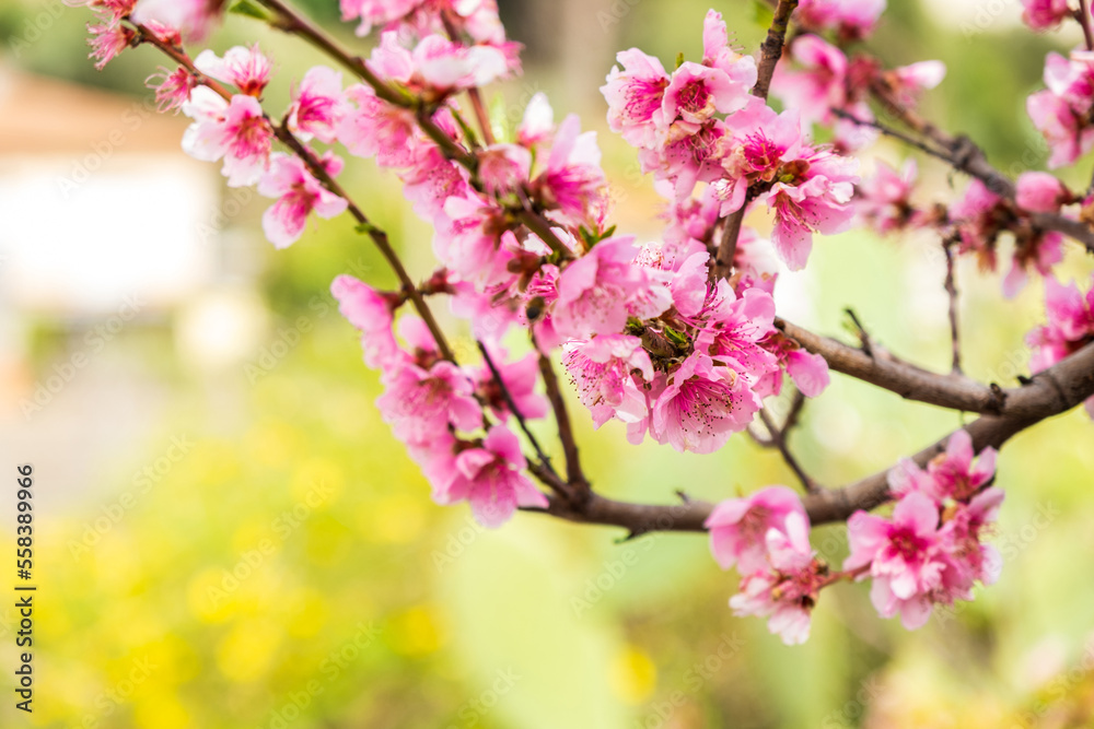 Almond blossoms over blurred nature background. Flowering branches of an almond tree in an orchard. Catalonia, Spain Almond blossoms over blurred nature background. Flowering branches of an almond tree in an orchard. Catalonia, Spain