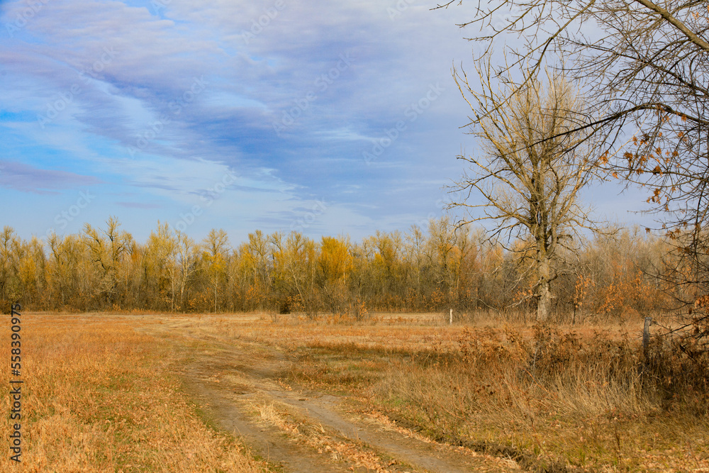 Beautiful autumn forest landscape astrakhan region Beautiful autumn forest landscape astrakhan region