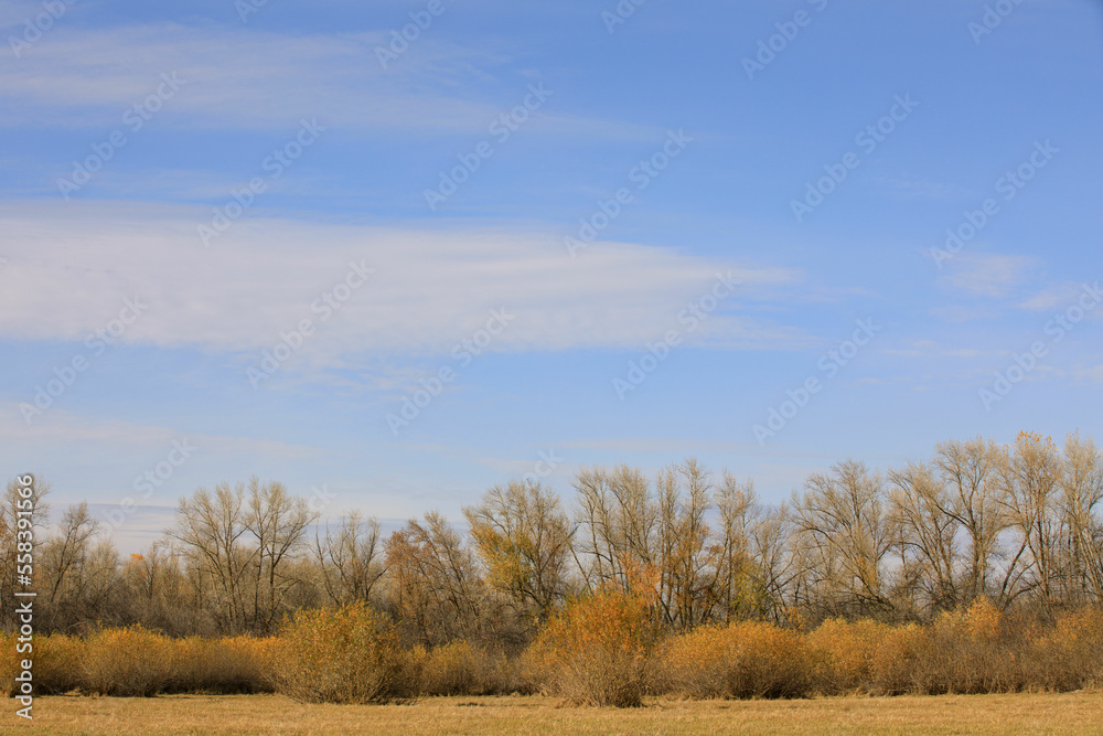 Beautiful autumn forest landscape astrakhan region