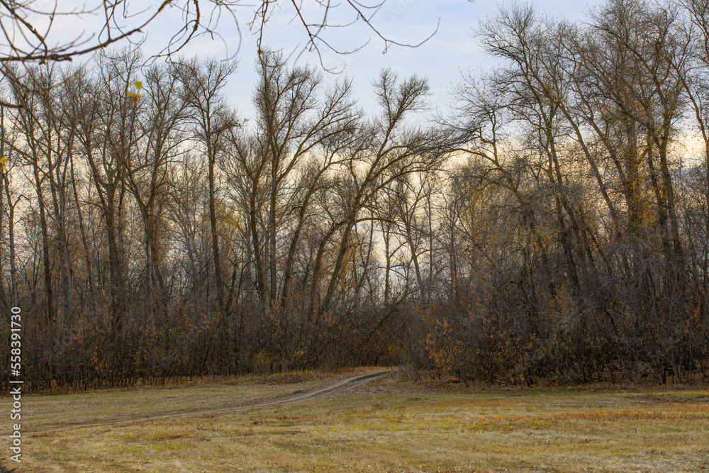 Beautiful autumn forest landscape astrakhan region Beautiful autumn forest landscape astrakhan region